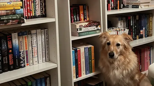 PANGO - BUY MY BOOKS 📚