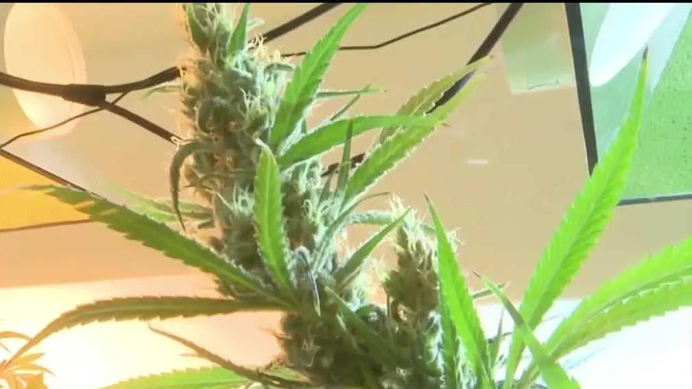 Health officials may loosen restrictions on marijuana. What does it mean for New Mexico? 