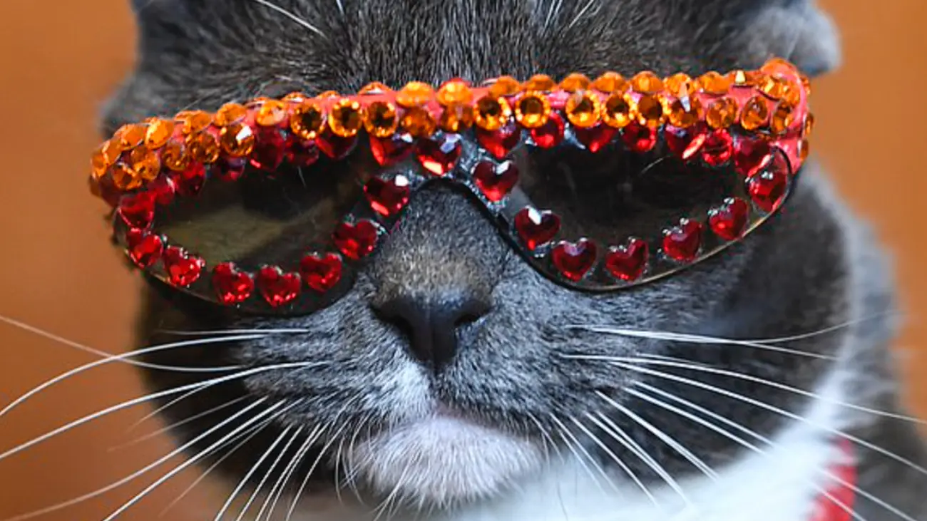 Sunglass Cat on Facebook