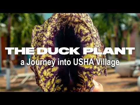 The Duck Plant - Full Video