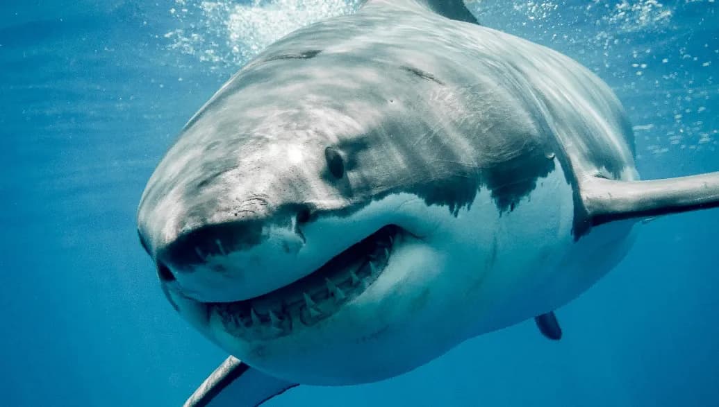 OCEARCH WEBSITE