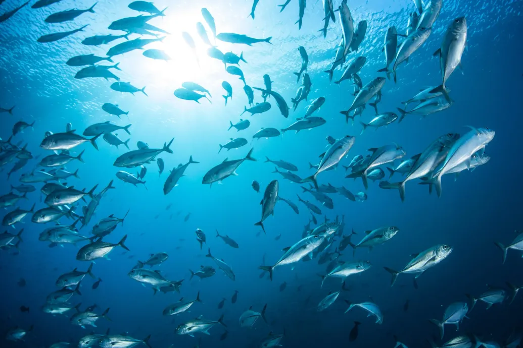 OCEARCH BLOG