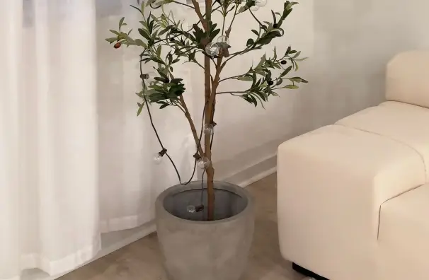OLIVE TREE