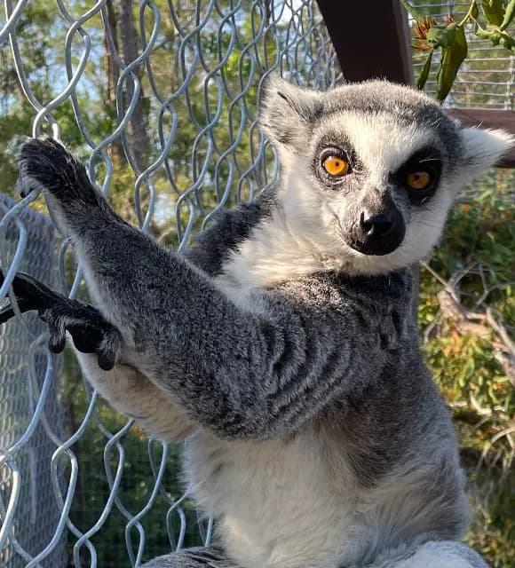 101 Paws and Claws - Please donate!