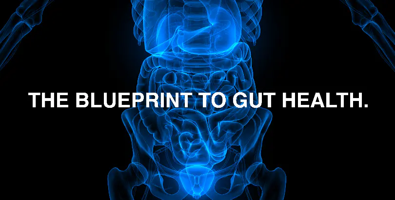 EVERYTHING you need to know about gut health
