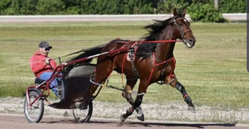 New Vocations Racehorse Adoption