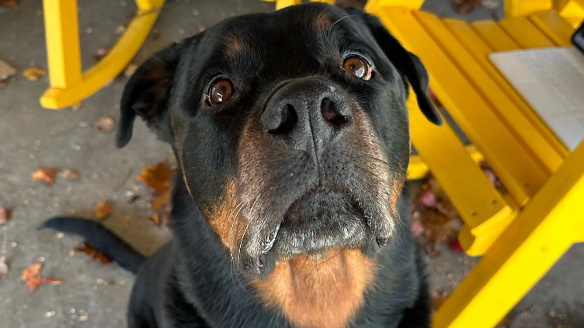 CTV Your Morning/Man makes tribute to his dog