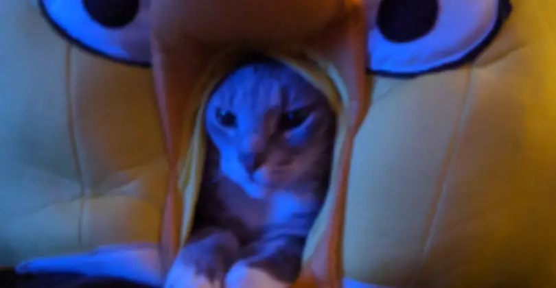 Twitch