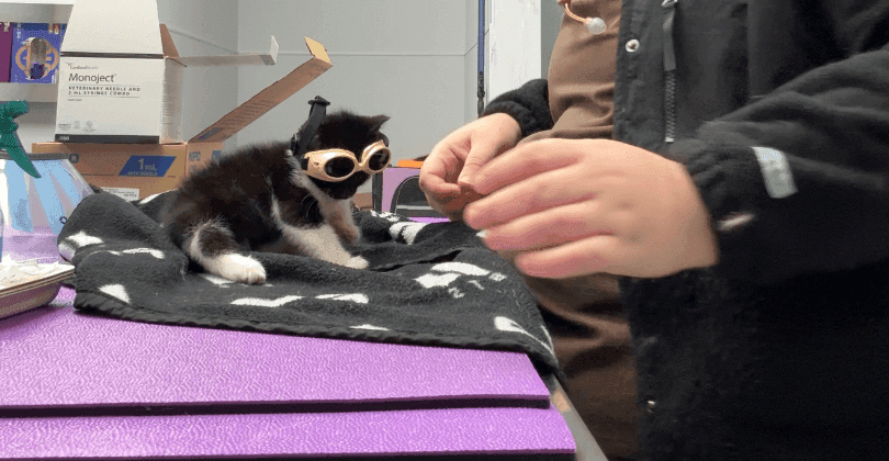 Foster Kitten Wishlist
