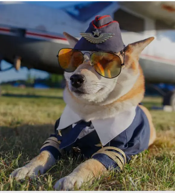 Flying Hope Animal Rescue - For transportation cost associated with each rescue mission for dogs and cats!