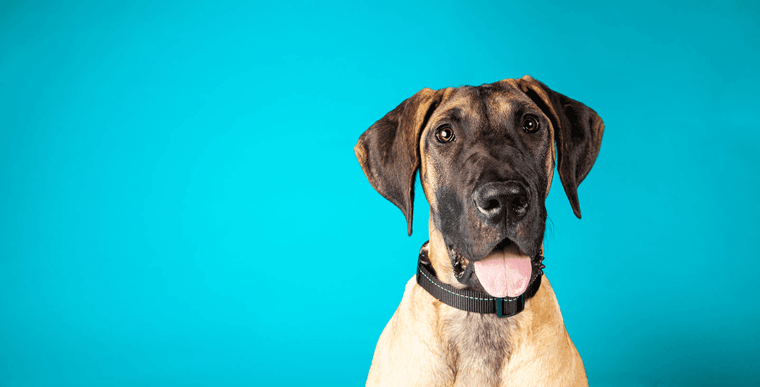 Pasadena Humane | Compassionate Care for Animals Since 1903