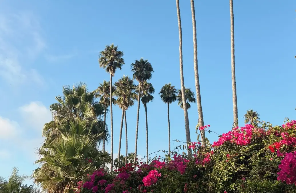 Instagram feed