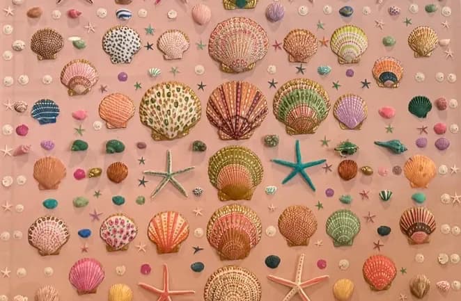 Shells Collection