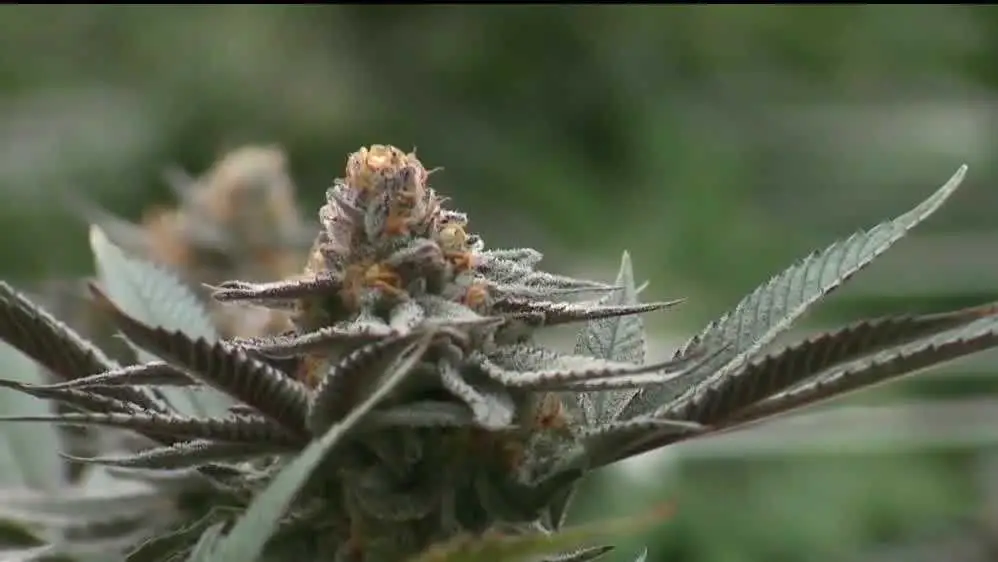 Why the number of dispensaries is concerning the cannabis industry