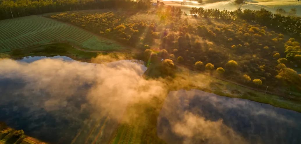 Discover Manjimup: The Ultimate Guide | Southern Forests & Valleys