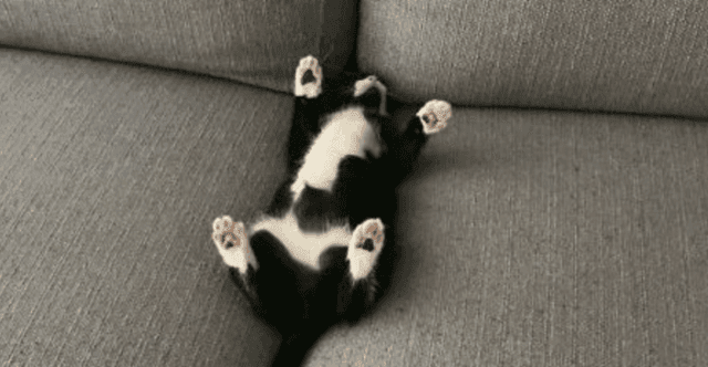 itsamtv - Twitch