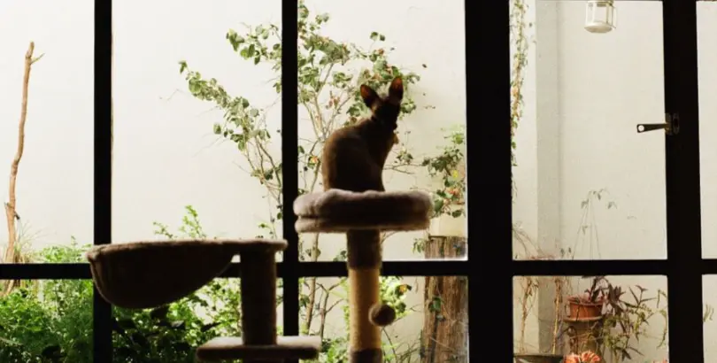 Cat Instagram