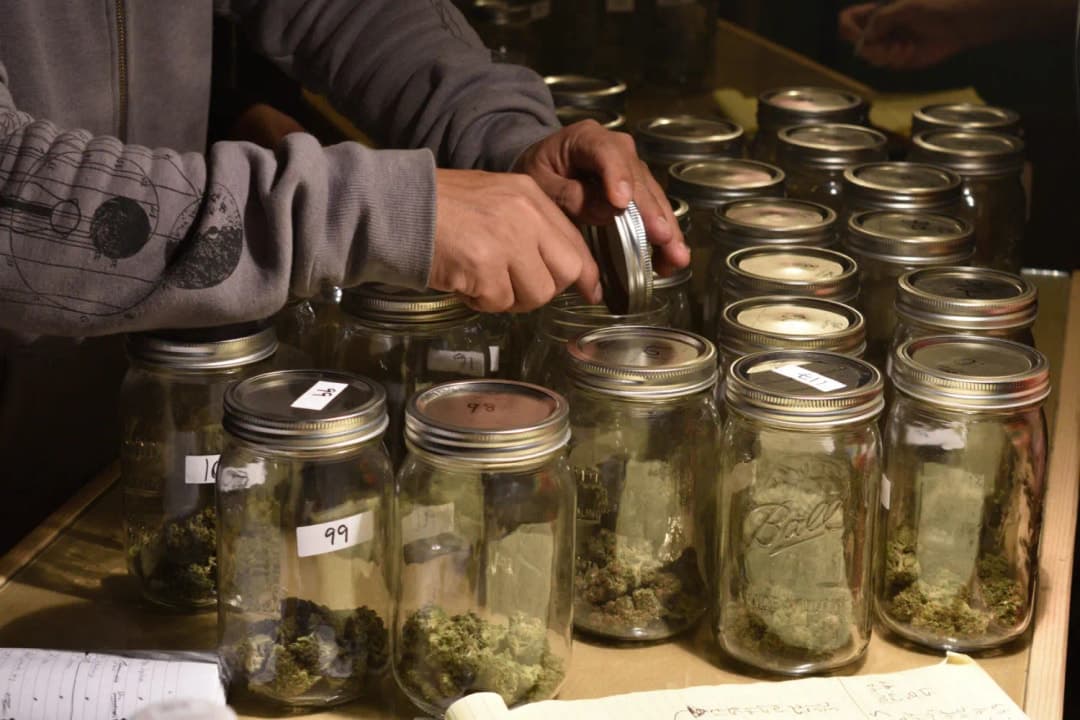 LA WEEKLY -  ‘Press Release Weed’ Jimi Devine