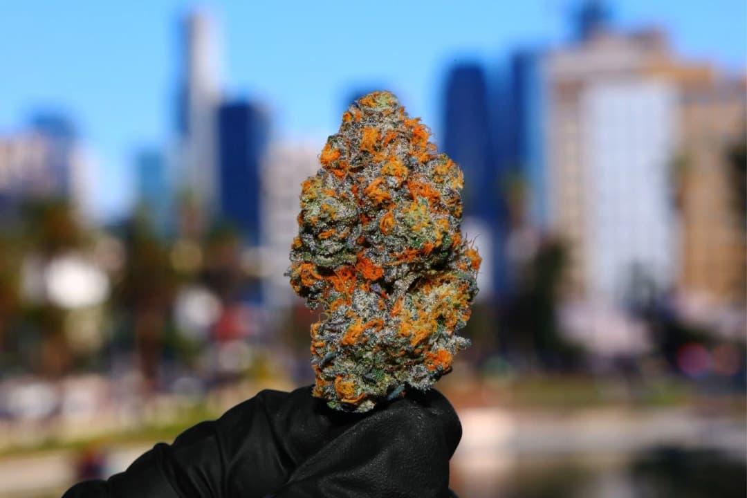 HIGH TIMES - Off to See the Wizard of Trees