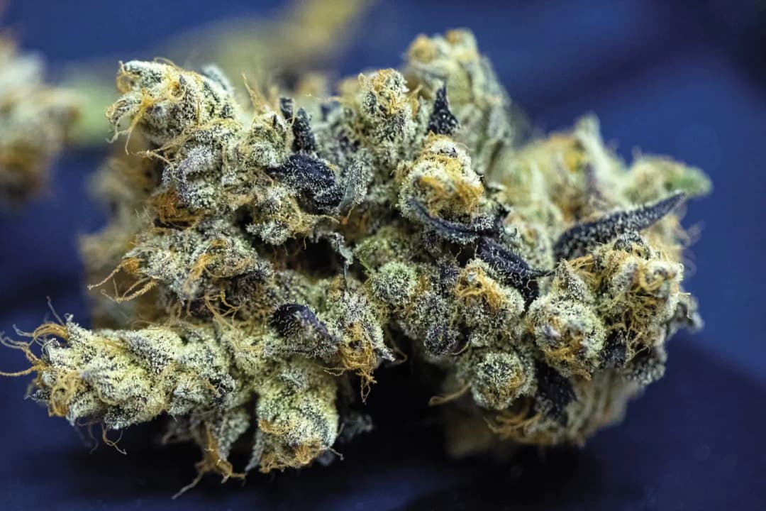 HIGH TIMES - The Flowers of Fig Farms