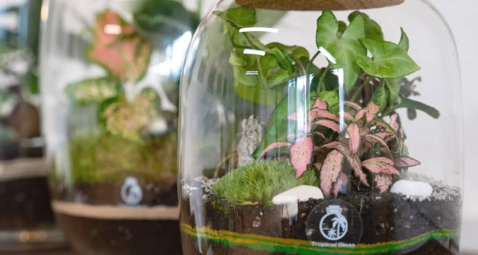 Terrarium Making Class