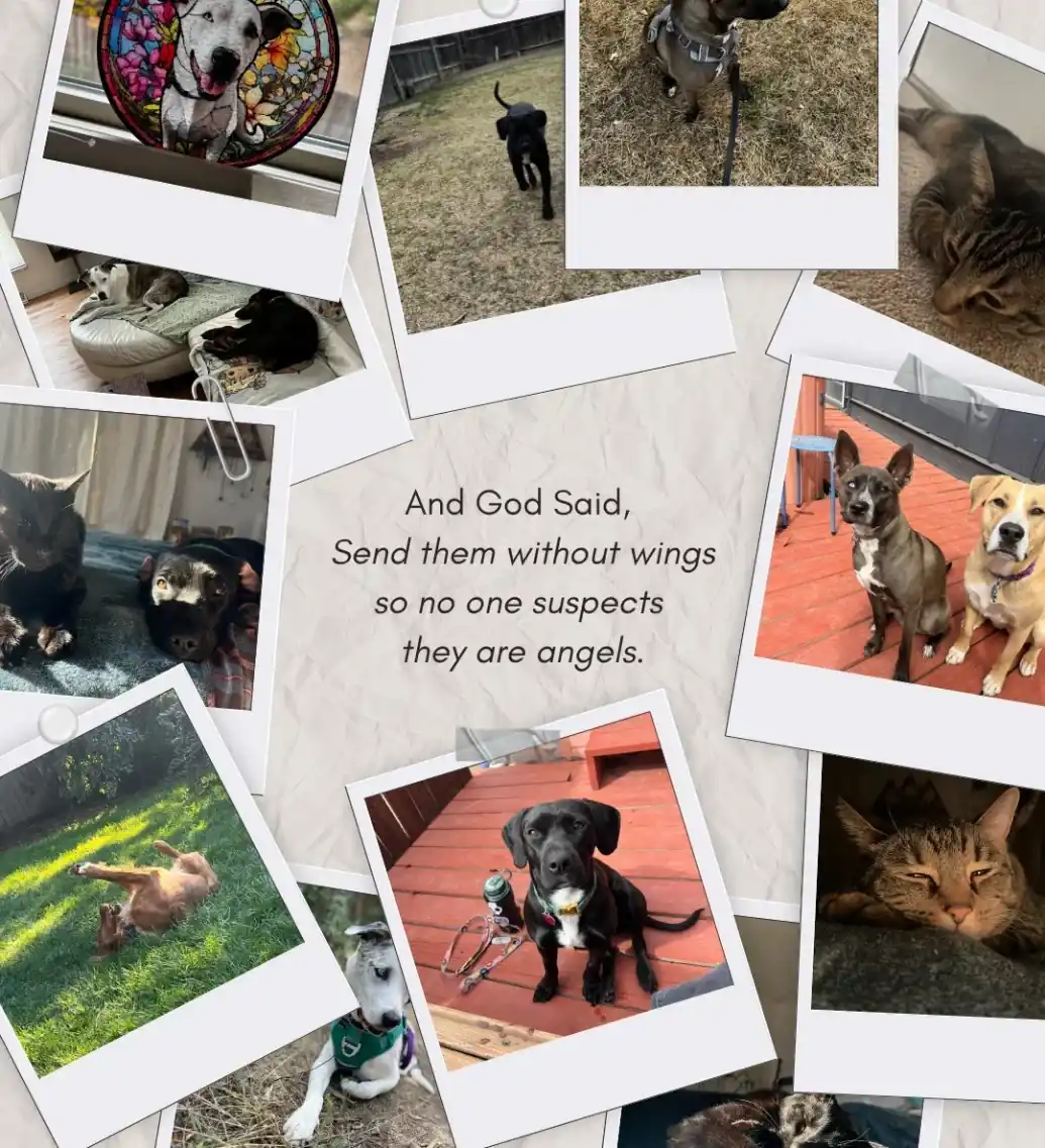 Help Us Reach Our Goal - Support our mission to save lives
