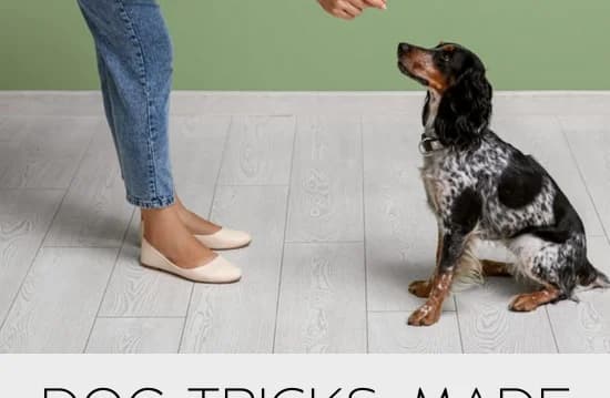 Our Dog Training Course!
