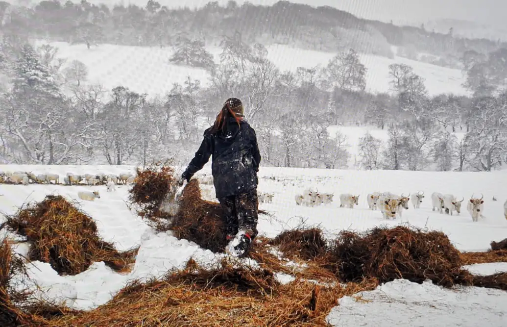 Donate a Hay Bale - Help us feed the Chillingham Wild Cattle this winter…
