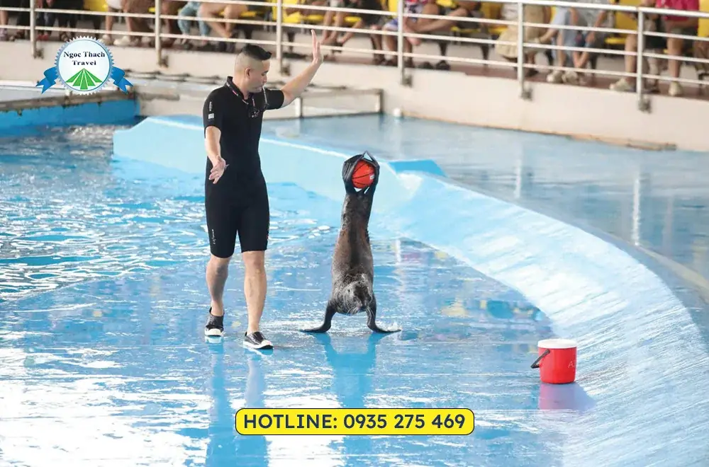 Vé Show Cá Heo Cổ Cò – Da Nang Dolphinarium 320K | NGỌC THẠCH TRAVEL