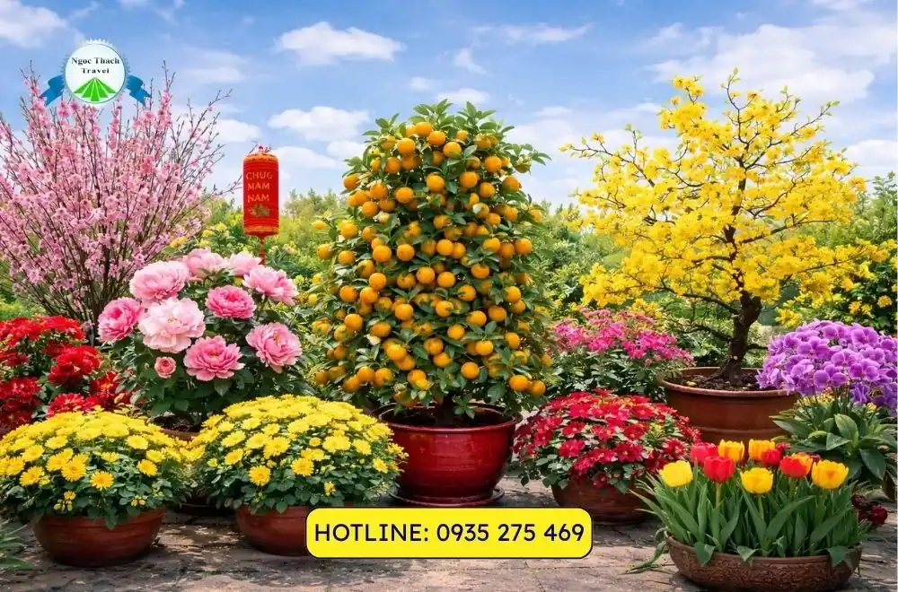 Hoa Tết Đà Nẵng 2026: Các Loại Hoa Được Ưa Chuộng nhất