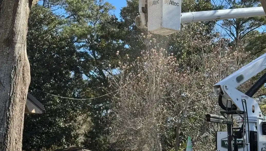 Wiese Tree Service LLC on Qdexx