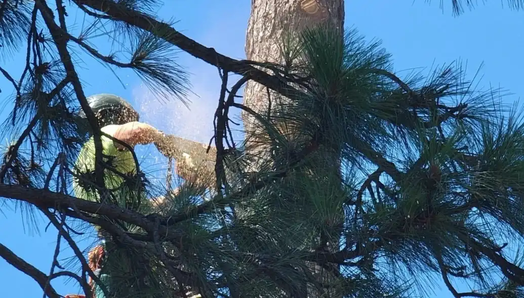 Sindt Tree Service on BuildZoom