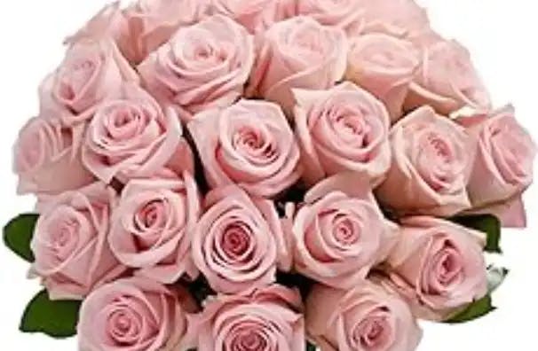 100 Pink Roses- Fresh Flower