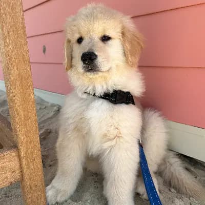 Duke The Golden's profile image